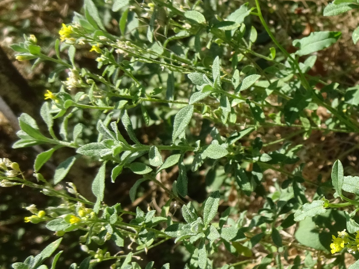 Alyssum montanum (Brassicaceae)